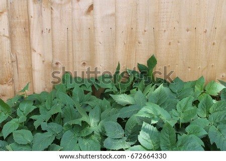 Field bindweed against wooden fence