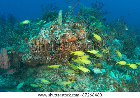 Coral Reef Composition with fish aggregation picture taken in Broward County, Florida.