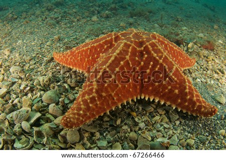 Cushion Sea Star, picture taken in Palm Beach County, Florida.