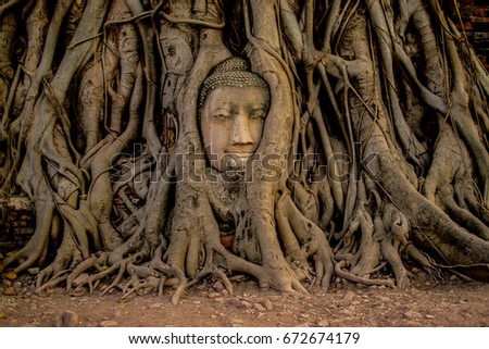 pictures of Budha head in tree roots at Ayutthaya, Thailand , this place is famously for all the wold tourists to coming here