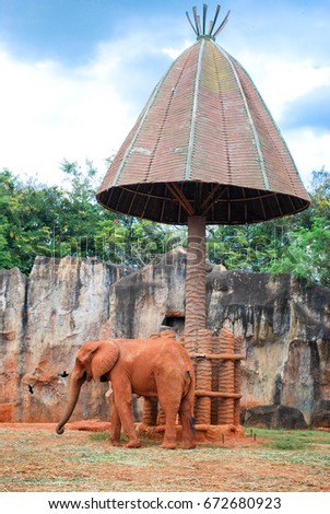 Elephant in zoo Thailand