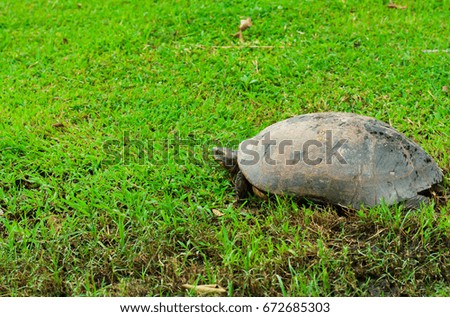Old turtle walking on grass.