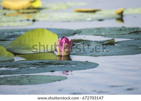 Pink Lotus or waterlilly blossom and leaves in lake