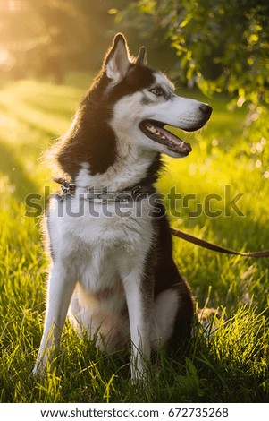 Siberian Husky dog with blue eyes lies on the green grass and looks away. Bright green trees and grass are in the background. Dog on the lawn