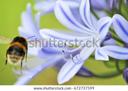 bee on flower Blue, African Lily with wasp bee fly flying collecting pollen summer spring stock, photo, photograph, image, picture, 