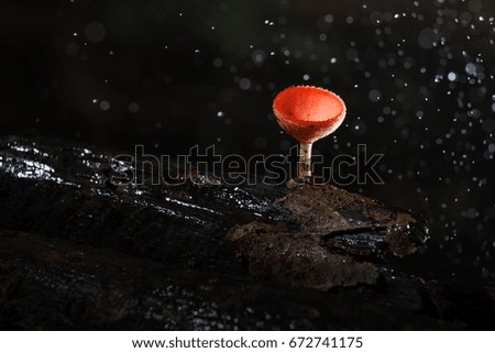 Close up of red cup fungi, champagne mushroom in the rain