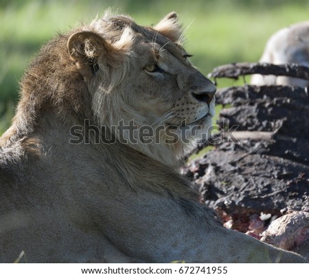 Lion sitting in morning sun guarding remains of kill and looking left. Masai Mara, Kenya, Africa