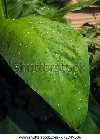 drop water on green leaf with blurred background