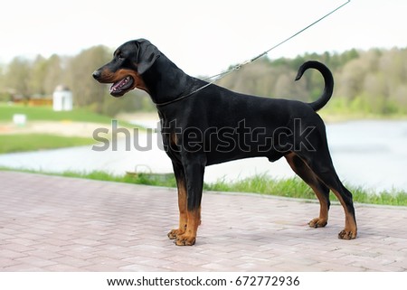 Portrait of a dog's exhibition stand. Doberman in the Park on a leather slip lead is obedience Royalty-Free Stock Photo #672772936