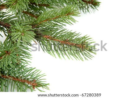 Christmas tree branches border over white