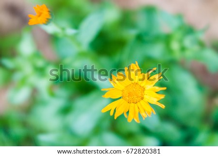 Macro closeup of yellow calendula flower in garden showing detail and texture