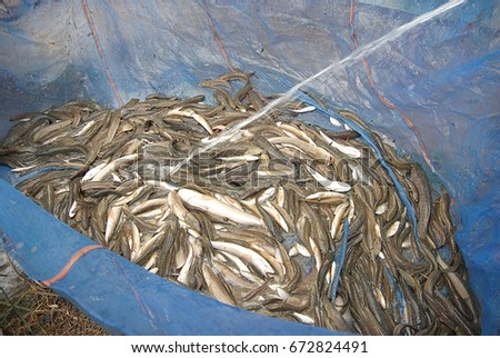Freshwater fish,  in streams, rivers, marshes, lakes, natural ponds. Can be made into food. And sold as income to rural Southeast Asia, 