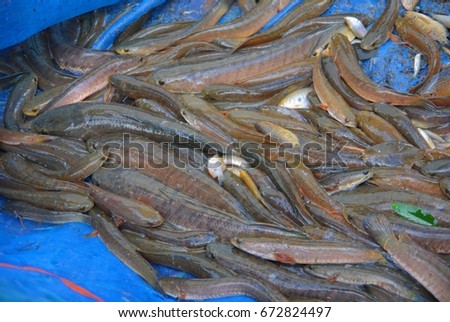 Freshwater fish,  in streams, rivers, marshes, lakes, natural ponds. Can be made into food. And sold as income to rural Southeast Asia, 