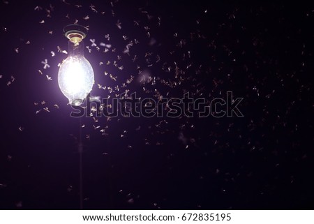 Moths flying around purple light bulbs.