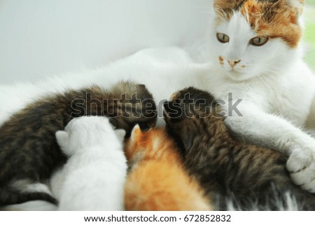 Cat feeding cute little kittens at home