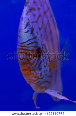 Tiger turquoise discus in a blue background