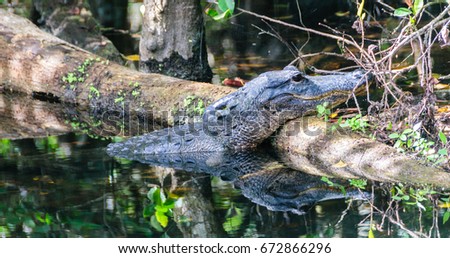 Alligator in the Swamps of the Florida Everglades