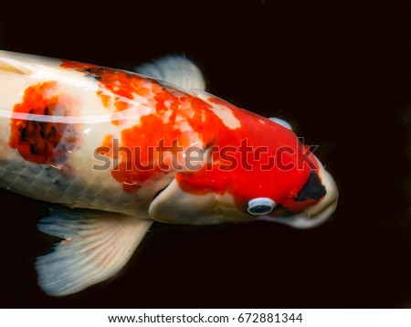 Close up of beautiful fish called Koi fish or Carp fish swimming in a pool, black color background