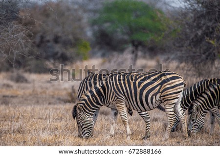 Zebra in the Hwange National Park, Zimbabwe