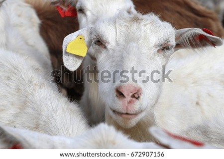 Sad Goat on the field 