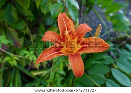 Isolated Deep Orange Lily Blossom