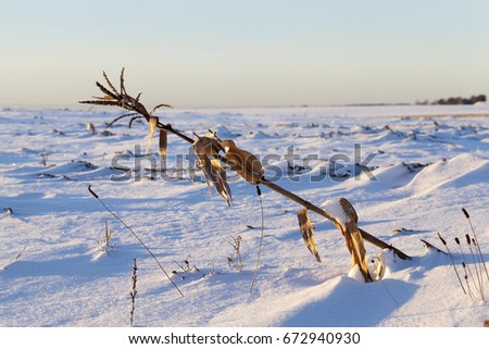   lying snow after the last snowfall. Picture taken in the winter season of dry grass on a white background background of snow