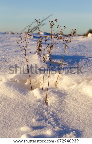  lying snow after the last snowfall. Picture taken in the winter season of dry grass on a white background background of snow