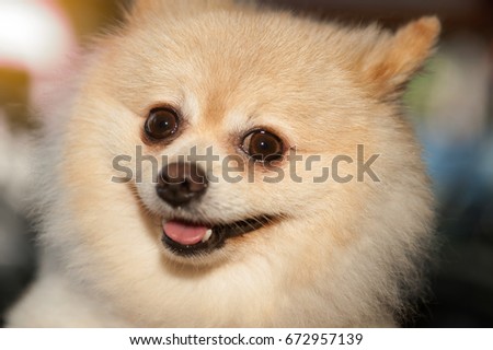 Fluffy Pom Pomeranian cute dog small pet friendly.