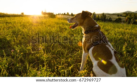 fox terrier on hill in summer enjoying view. scenic dog wallpaper in nature. sunny summer with smooth fox terrier on hill