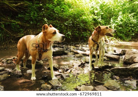 terrier dogs by river drinking water in summer. thirsty dogs standing in creek in nature. summer cooling 
