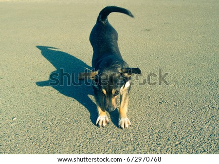 Little funny dog is stretching on the asphalt