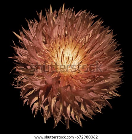 Flower brown on  the black  isolated background with clipping path.   Closeup.  No shadows.  For design.  Nature.