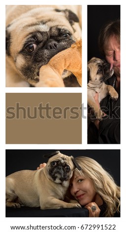 Dog pug shows behavior in three pictures - Copyspace