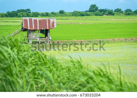 Hut in a rice field