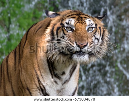 Asian tiger.