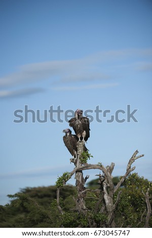 Pair of Lappet-Face Vulture, ( Torgos tracheliotus ), sitting high on tree stump, in portrait format, with blue sky in background, Masai Mara, Kenya, Africa