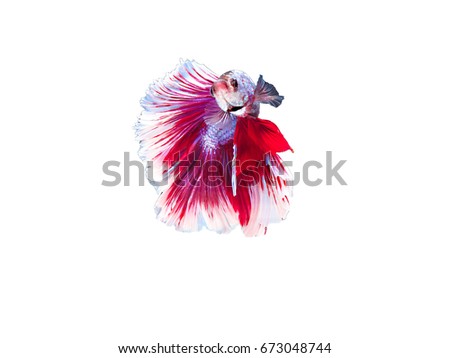 Betta half moon fighting fish or Siamese fighting fish in red pink on white isolated background.