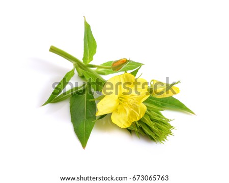 Oenothera. Common names include evening primrose, suncups, and sundrops. Isolated. Royalty-Free Stock Photo #673065763