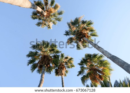 Palm trees view from below into the sky