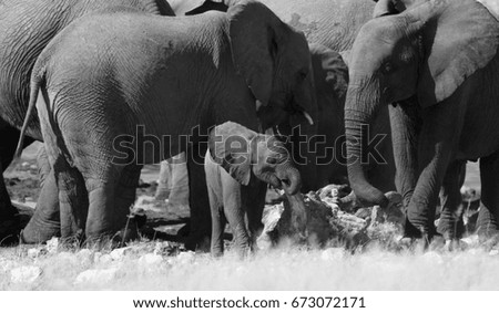Baby elephant and big elephants in the savannah of the Etosha national park in Namibia. Black and white picture.