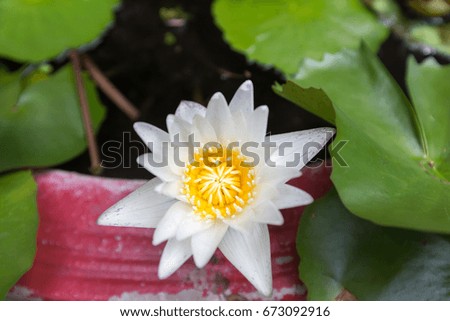 Beautiful lotus flower, White lotus flower select focus blur or blurred soft focus, Lotus flower background