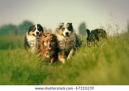 group of Australian Shepherds running through the meadow, picture made in vintage style