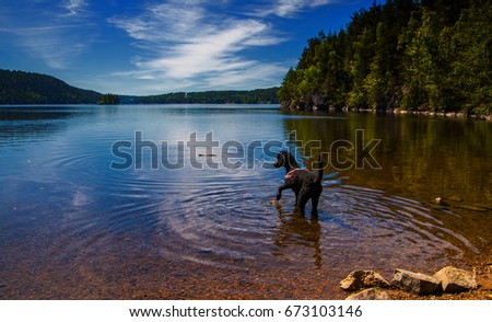 A dog takes a bath in lake while fetching a stick. It is summer an very nice weather