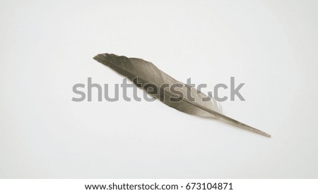 Feather pigeon white background