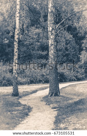 Old vintage photo. Forest park leaves road trees grass sunlight shadow