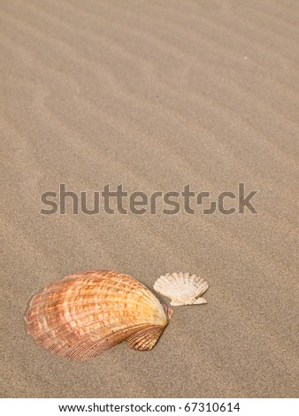 Scallop Shells on a Wind Swept Sandy Beach