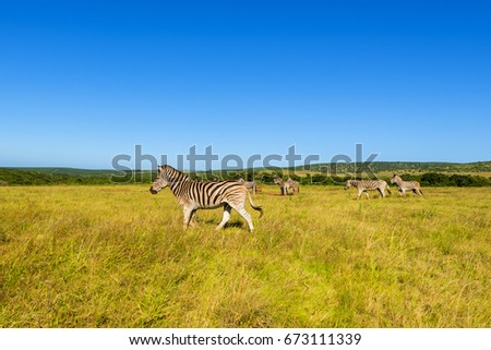 Zebras in Addo Elephant National Park in Port Elizabeth - South Africa