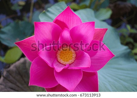 Pink Lotus blooming in the morning