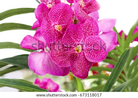 Beautiful pink purple Orchid and green leaves background in the garden., Vanda OSM