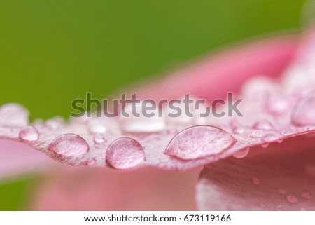 Raindrop on pink Flower